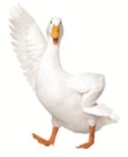 A white duck with its wings fully spread